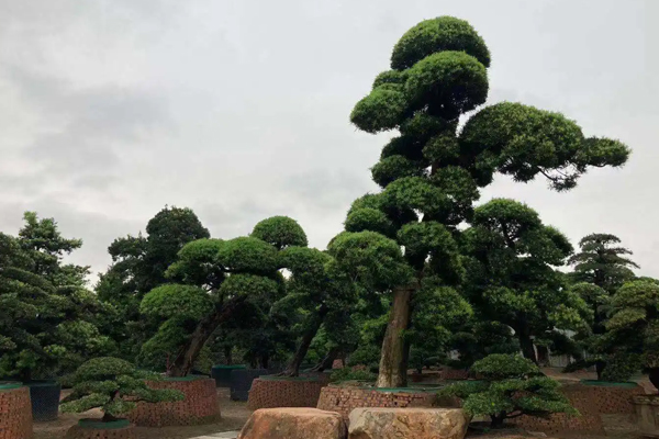 湘景园:可能比种它的庭院更贵的苗木——罗汉松